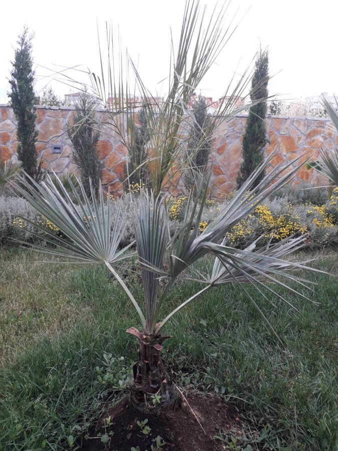 Palm Paradise Stobreč Eksteriør billede